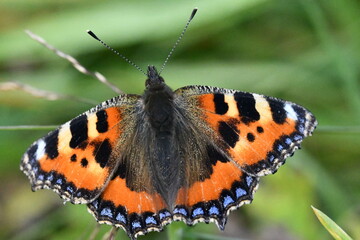 Small Tortoiseshell (Aglais urticae) butterfly, Kilkenny, Ireland