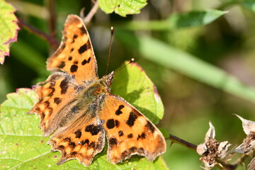 Comma (Polygonia c-album) butterfly, Kilkenny, Ireland