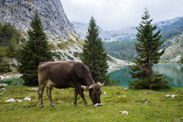 Fototapeta na wymiar Dairy Cow on Pasture Close to an Alpine Lake in Slovenia