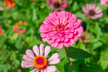 Pink zinnia flowers grow in a flower bed, close-up. Postcard, summer background