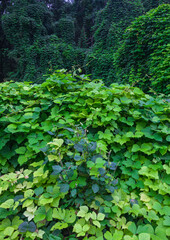 Fototapeta premium Kudzu