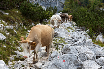 Domestic Cows going from Alpine Pasture in Direction of the Dairy Farm in Julian Alps Slovenia