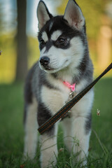 Beautiful young purebred husky puppy on a walk on a leash in the park.
