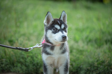 Beautiful young purebred husky puppy on a walk on a leash in the park.