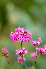 Fototapeta premium Flowers of Atocion compactum in July