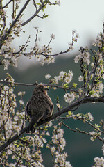 Pájaro sobre la rama de un árbol que florece en primavera