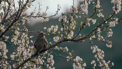 Pájaro sobre la rama de un árbol que florece en primavera