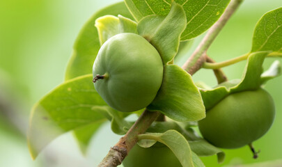 Immature fruit of persimmon in the genus Diospyros.  - obrazy, fototapety, plakaty