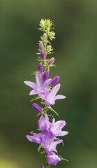 Campanula rapunculoides, known by the common names creeping bellflower, or rampion bellflower, is a perennial herbaceous plant of the genus Campanula.