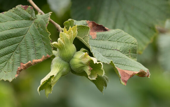 Fresh husk of nuts of Giresun hazelnut (Corylus avellana ssp Giresun), hazel tree.