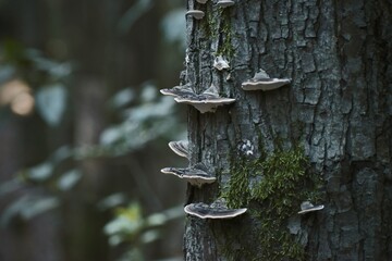 Hongos sobre la corteza de un árbol