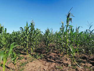 Corn field plantation. Blue sky horizon agricultural landscape photography