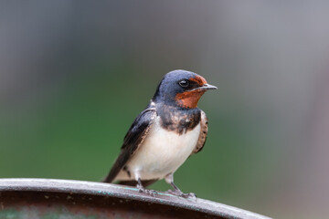village swallow on the fence...
