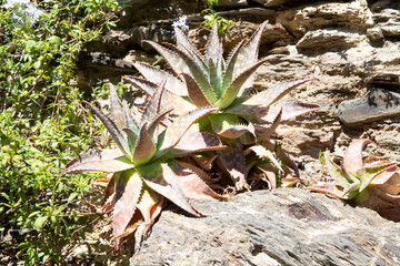 Scarlet flower, medicinal plant. Aloe bushes in the wild
