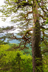 summer, morning on a mountain plateau, mountain panorama, awakening in nature and the birth of a new life.