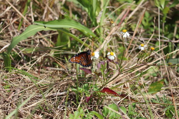 Butterfly on a Flower
