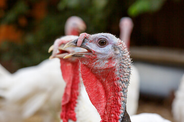 Turkeys on green pasture. Domestic large birds on lawn at farm