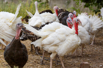 Turkeys on green pasture. Domestic large birds on lawn at farm