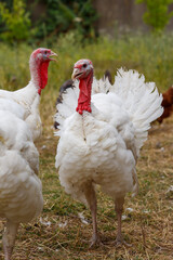 Turkeys on green pasture. Domestic large birds on lawn at farm