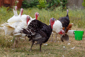 Turkeys on green pasture. Domestic large birds on lawn at farm