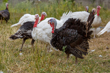 Turkeys on green pasture. Domestic large birds on lawn at farm
