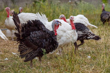 Turkeys on green pasture. Domestic large birds on lawn at farm