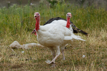 Turkeys on green pasture. Domestic large birds on lawn at farm