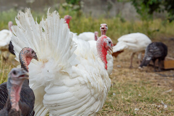 Turkeys on green pasture. Domestic large birds on lawn at farm