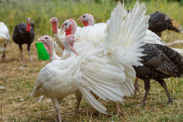 Turkeys on green pasture. Domestic large birds on lawn at farm