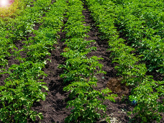 Green field of potato crops in a row. Organic cultivation in the garden