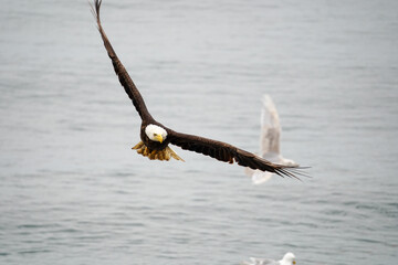 Weißkopfseeadler im Anflug