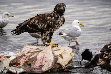 Young bald eagle