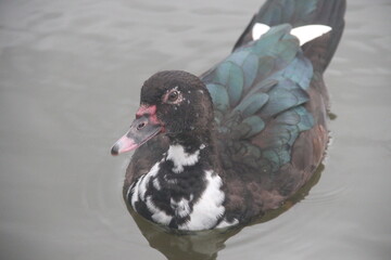 Cisne negro