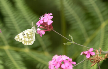 Pontia edusa is a small to medium-sized migrant butterfly, with a wingspan reaching about 45 mm. The upperside of the wings is white, with black stains on the top of the forewing and hindwing. 