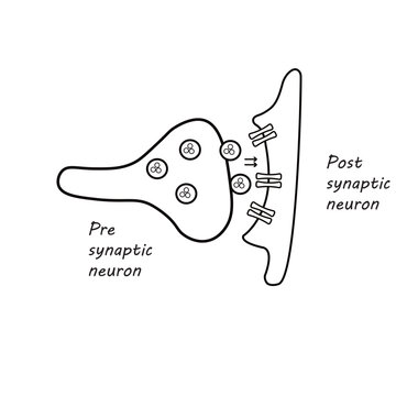 neuron structure or pre synaptic neuron and post synaptic neuron structure vector illustration 