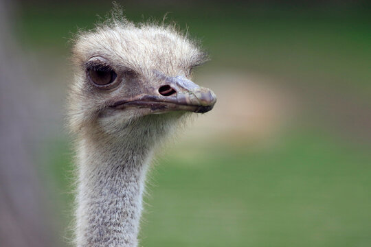 La tête d'une autruche