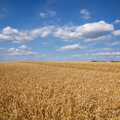 Wheat field under blue sky. Rich harvest theme. Rural landscape with ripe golden wheat. The global problem of grain in the world.