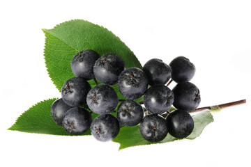 Aronia berries isolated on white background