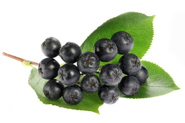 Aronia berries isolated on white background