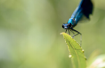 A dragonfly is a flying insect belonging to the order Odonata, infraorder Anisoptera