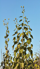 Jerusalem artichoke (Helianthus tuberosus) grows in nature