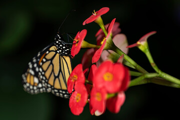 Monarch Butterfly