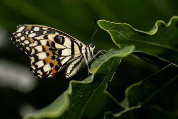 Tree Nymph Butterfly