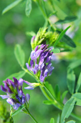 The field is blooming alfalfa