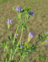 The field is blooming alfalfa