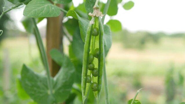 Beautiful close up of green fresh peas and pea pod. Healthy food. Selective focus on fresh bright green pea pods on a pea plants in a garden. Growing peas outdoors and blurred background.