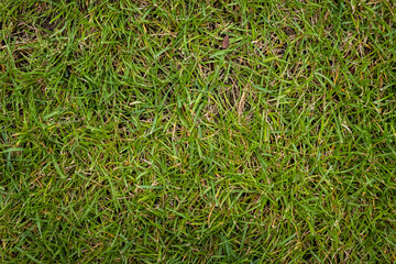 Textured background of juicy green grass. Football field. Grass texture. Green lawn. Natural background.