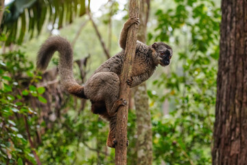 Fototapeta premium Common brown lemur - Eulemur fulvus - holding on a tree, blurred forest in background. Lemurs are endemic to Madagascar