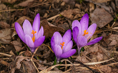 Three wild purple and yellow iris (Crocus heuffelianus) flowers growing in shade, dry grass and leaves around