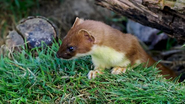 Close up of a Stoat